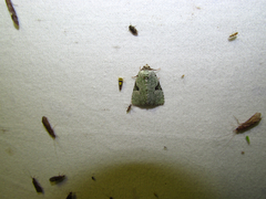 Leuconycta diphteroides