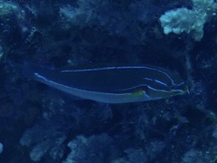Stethojulis bandanensis