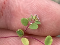Euphorbia setiloba