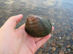 Reginaia ebenus