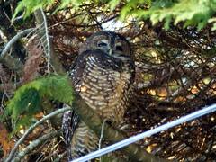 Strix occidentalis