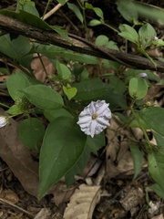 Lycianthes