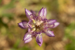 Lupinus microcarpus