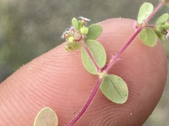 Euphorbia setiloba