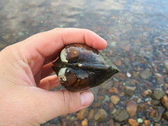 Reginaia ebenus