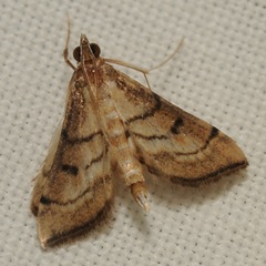 Marasmia trapezalis