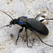 Carabus violaceus purpurascens - Photo (c) Andrew Ives, some rights reserved (CC BY-NC)
