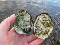 Reginaia ebenus