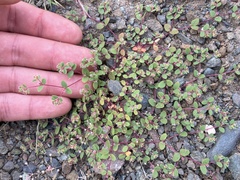 Euphorbia setiloba