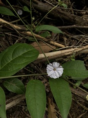 Lycianthes