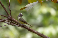 Myiopagis gaimardii