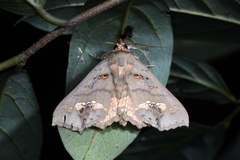 Lopharthrum comprimens