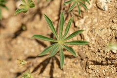 Lupinus microcarpus