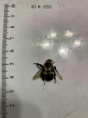 Bombus impatiens