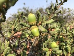 Quercus durata durata