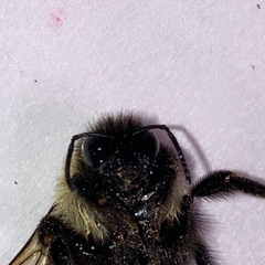 Bombus impatiens