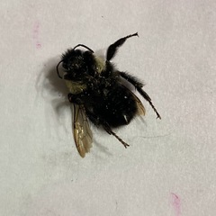 Bombus impatiens