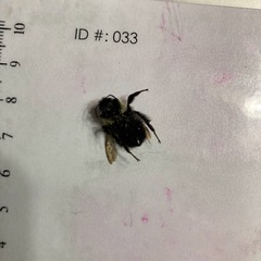 Bombus impatiens