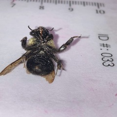 Bombus impatiens