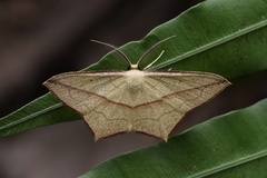 Timandra convectaria