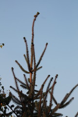 Picea sitchensis
