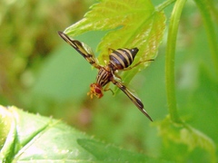 Idana marginata