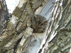 Megascops kennicottii
