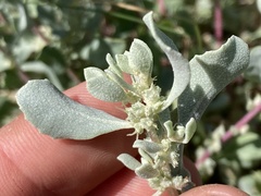 Atriplex barclayana