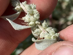 Atriplex barclayana