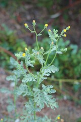 Senecio viscosus