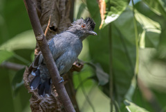 Thamnophilus stictocephalus