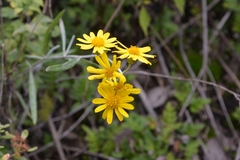 Senecio stoechadiformis