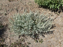 Atriplex barclayana
