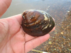 Reginaia ebenus