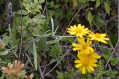 Senecio stoechadiformis