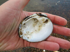 Reginaia ebenus