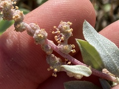 Atriplex barclayana