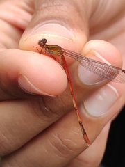 Xanthocnemis zealandica