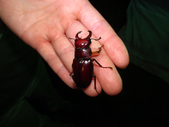 Lucanus capreolus