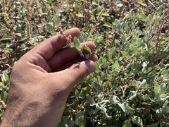 Atriplex barclayana