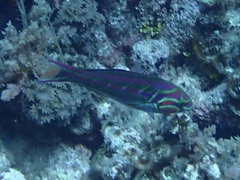 Thalassoma quinquevittatum