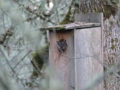 Megascops kennicottii