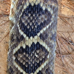 Crotalus adamanteus
