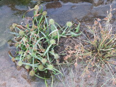 Cyperus hortensis