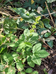 Agrimonia striata