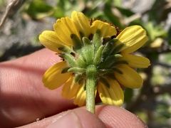 Encelia asperifolia