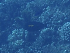 Acanthurus olivaceus