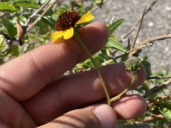 Encelia asperifolia