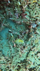 Phyllidia varicosa