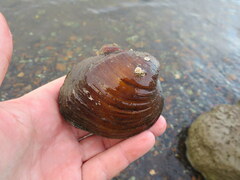 Reginaia ebenus